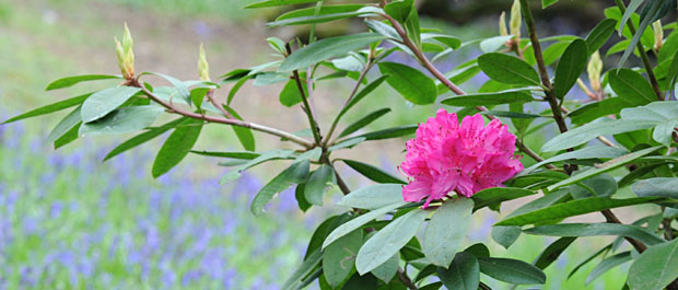 Bowood rhododendron